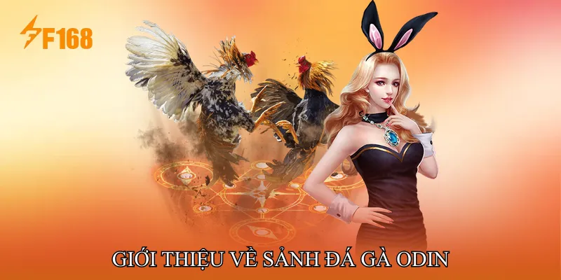 Giới thiệu về Sảnh Đá gà ODIN